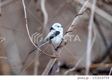 木の枝にとまって餌を探しているシマエナガ 131818759