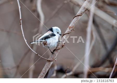 木の枝にとまって餌を探しているシマエナガ 131818763