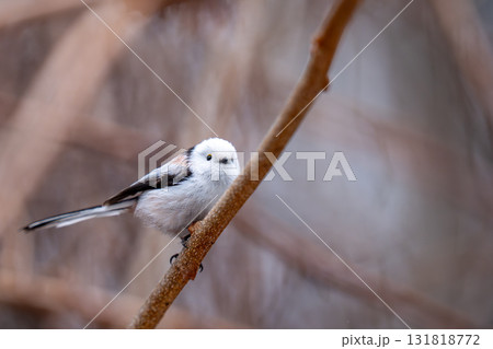 木の枝にとまって餌を探しているシマエナガ 131818772