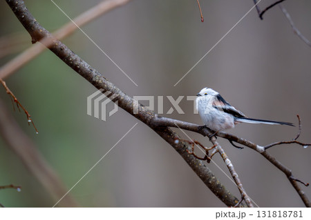 木の枝にとまって餌を探しているシマエナガ 131818781