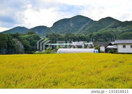 農家と土蔵 米の収穫時期 秋の風景 農家と土蔵 米の収穫時期 秋の風景 131818811