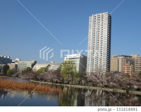 不忍池の桜（2023年） 131818891