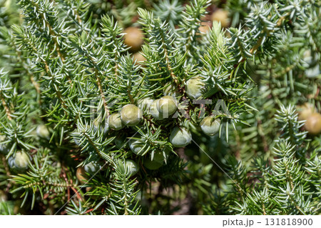 ハイネズの葉と実の様子【ヒノキ科】 ハイネズの葉と実の様子【ヒノキ科】 131818900