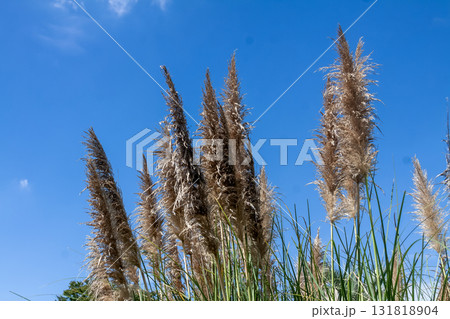 爽やかな青空に映えるパンパスグラス【シロガネヨシ】 爽やかな青空に映えるパンパスグラス【シロガネヨシ】 131818904