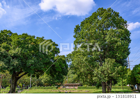 史跡公園武蔵国分尼寺跡 史跡公園武蔵国分尼寺跡 131818911