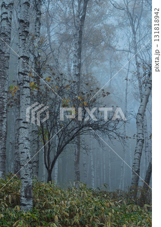 長野県南佐久郡佐久穂町の八千穂高原にある日本一美しいとされている白樺群生地 131818942