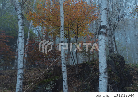 長野県南佐久郡佐久穂町の八千穂高原にある日本一美しいとされている白樺群生地 131818944