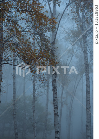 長野県南佐久郡佐久穂町の八千穂高原にある日本一美しいとされている白樺群生地 長野県南佐久郡佐久穂町の八千穂高原にある日本一美しいとされている白樺群生地 131818963