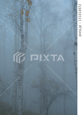 長野県南佐久郡佐久穂町の八千穂高原にある日本一美しいとされている白樺群生地 長野県南佐久郡佐久穂町の八千穂高原にある日本一美しいとされている白樺群生地 131818972