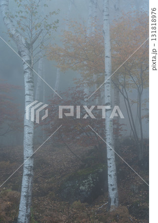 長野県南佐久郡佐久穂町の八千穂高原にある日本一美しいとされている白樺群生地 131818976