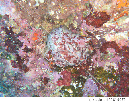 ヤコウガイ 131819072