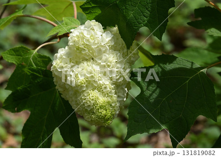 カシワバアジサイ カシワバアジサイ 131819082