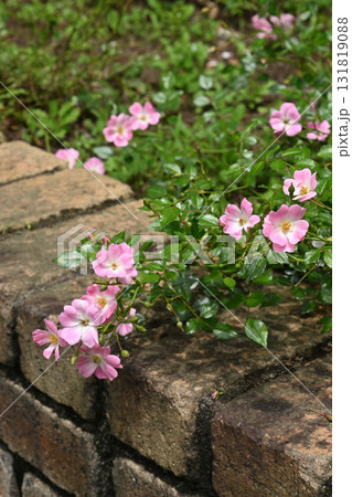 ひなあられ・バラ ひなあられ・バラ 131819088