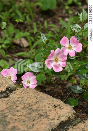 ひなあられ・バラ 131819090