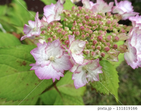 フリルの紫陽花 131819166