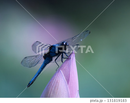 蓮の蕾にとまるトンボ 蓮の蕾にとまるトンボ 131819183