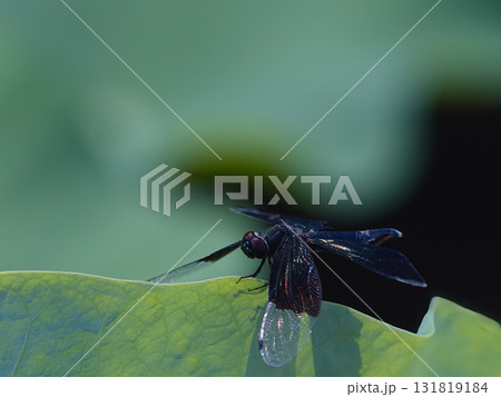 蓮の葉にとまるトンボ 蓮の葉にとまるトンボ 131819184