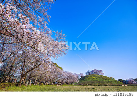 青空の下で満開になった桜 131819189