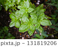 家庭で育ってるバジル 131819206