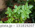 家庭で育ってるバジル 131819207