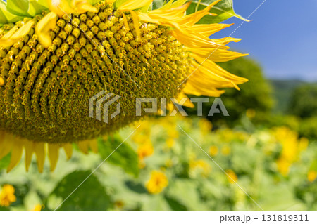 大きなひまわり 131819311