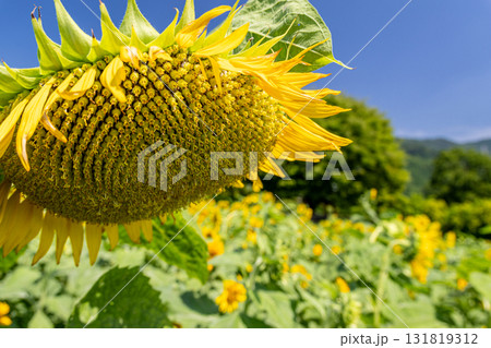 真夏のひまわり 131819312