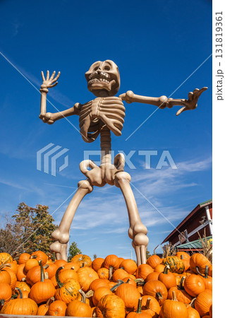Giant skeleton Halloween decoration towering over a pile of bright orange pumpkins under a clear blue sky, symbolizing autumn festivity and spooky holiday spirit. 131819361