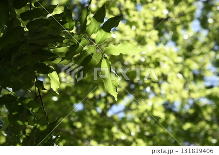 蚕糸の森公園　新緑 131819406