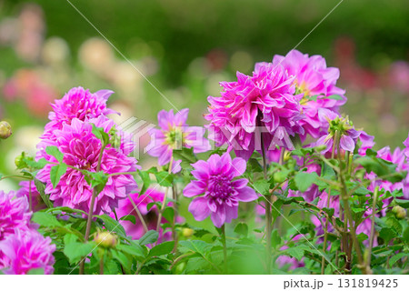 ダリア園 ダリア園 131819425