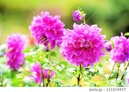 ダリア園 131819457