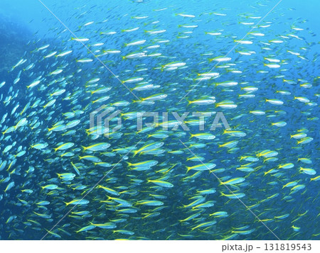 魚群れのイメージ 131819543