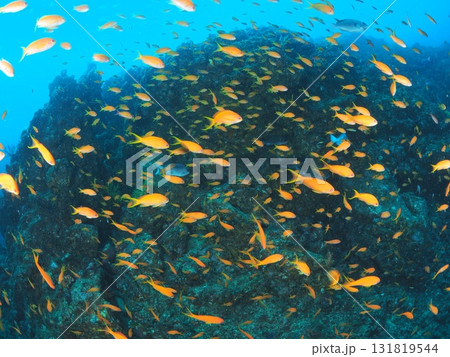 伊豆・伊東　色鮮やかなキンギョハナダイが舞うの海中風景　広告素材 131819544