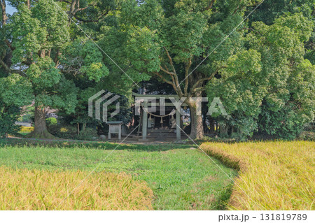亀岡市の田園風景の中にたたずむ藤越神社 131819789