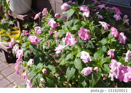 サンパチェンス（水切れ）01 131820021