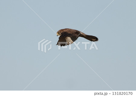 ホバリングするチョウゲンボウ 131820170