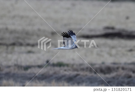 畑地を飛び回るハイイロチュウヒのオス 畑地を飛び回るハイイロチュウヒのオス 131820171