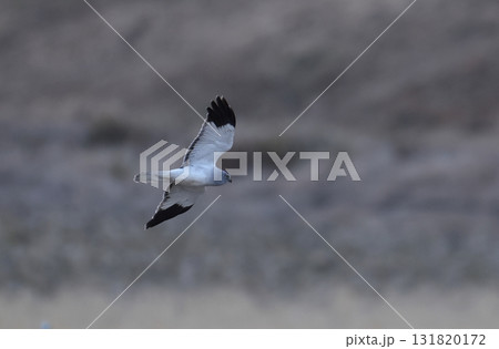 畑地を飛び回るハイイロチュウヒのオス 131820172