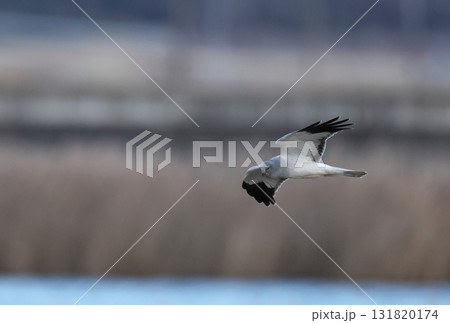高速で飛ぶハイイロチュウヒのオス 131820174
