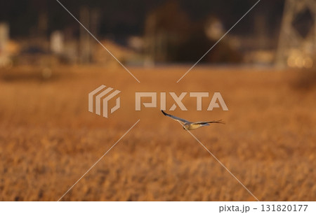 夕陽を浴びて飛ぶハイイロチュウヒのオス 夕陽を浴びて飛ぶハイイロチュウヒのオス 131820177