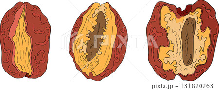 Detailed colored vector art of dates, showcasing dried dates Detailed colored vector art of dates, showcasing dried dates 131820263
