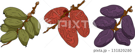 Detailed colored vector art of dates, showcasing dried dates 131820280