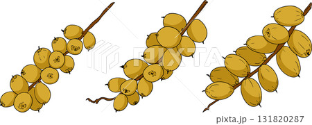 Detailed colored vector art of dates, showcasing dried dates Detailed colored vector art of dates, showcasing dried dates 131820287