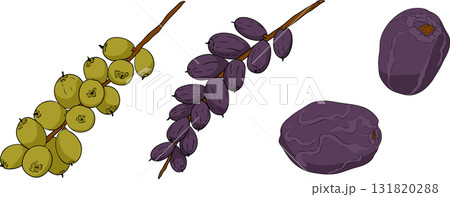 Detailed colored vector art of dates, showcasing dried dates 131820288
