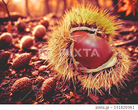 秋の味覚栗拾いで見つけた毬栗 131820361