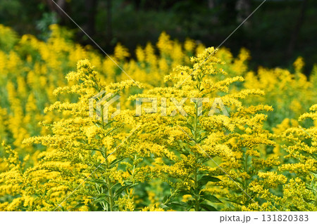 セイタカアワダチソウ（背高泡立草） 131820383