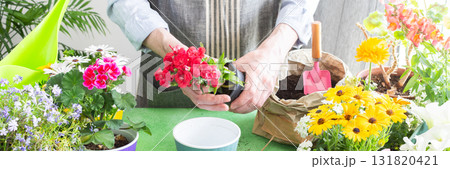 Spring balcony scene with a gardener arranging colorful carnation in pots, set against a green leafy backdrop, emphasizing home gardening, care and a joyful hobby atmosphere, banner 131820421
