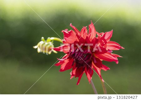 ダリアの花のクローズアップ ダリアの花のクローズアップ 131820427