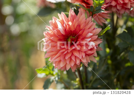 ダリアの花のクローズアップ ダリアの花のクローズアップ 131820428