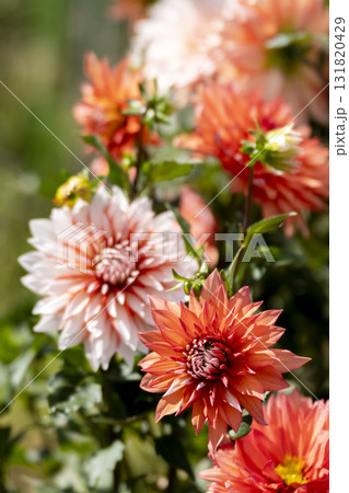 ダリアの花のクローズアップ 131820429