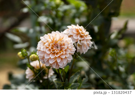 ダリアの花のクローズアップ 131820437